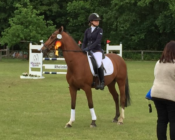 jumper Campari de Luxe 2 (German Riding Pony, 2009, from FS Champion de Luxe)