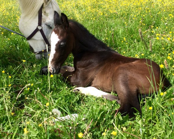 horse Ascalon (Holsteiner, 2016, from Acasino B)