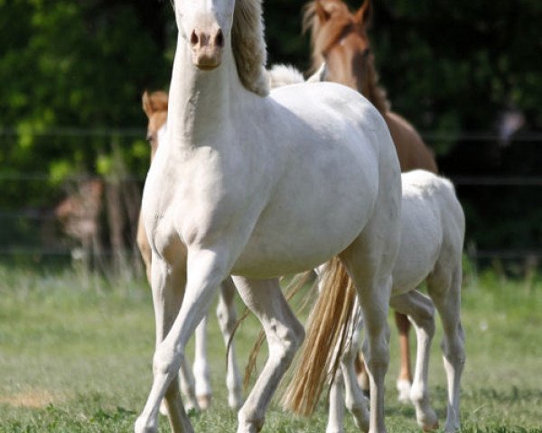 broodmare Daily (German Riding Pony, 2008, from Danilo 80) broodmare Daily (German Riding Pony, 2008, from Danilo 80)