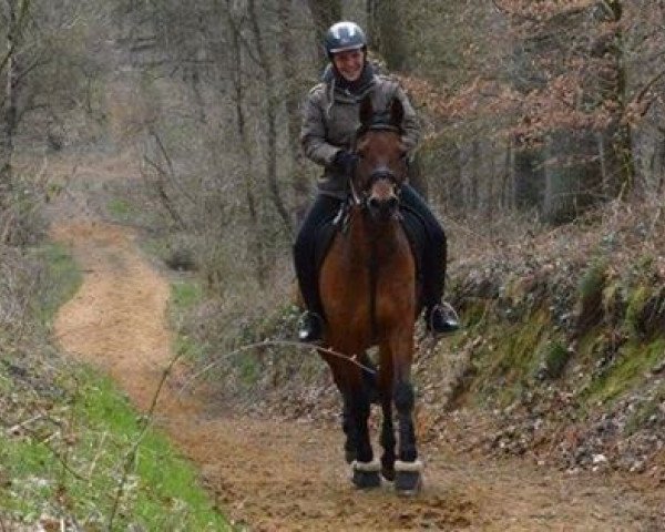 horse Carpaccio (German Riding Pony,  , from Fs Companiero)
