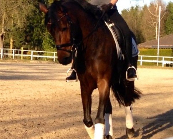 horse Fräulein Rose (Hanoverian, 2009, from Fürst Romancier)