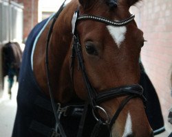 dressage horse Captain 45 (Westphalian, 2011, from Captain Fire)