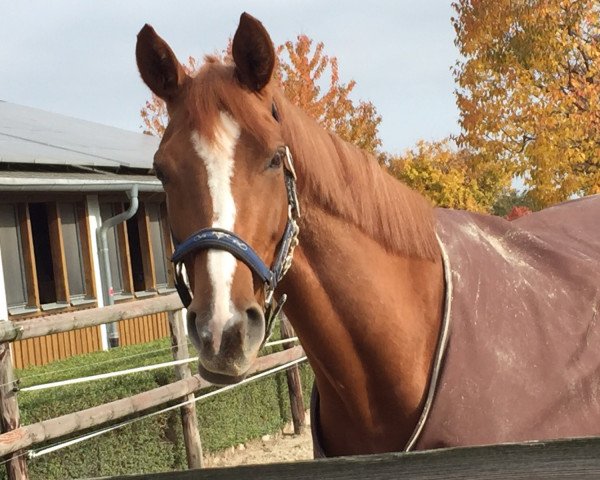 horse Florissa 5 (Hanoverian, 2011, from Fuechtels Floriscount OLD)