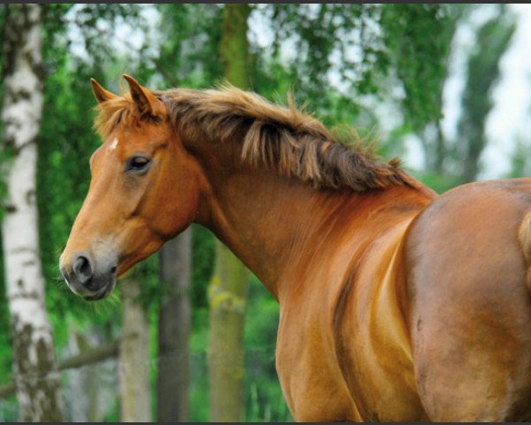 dressage horse Chanel 378 (Oldenburg, 2003, from Rhodes Scholar)