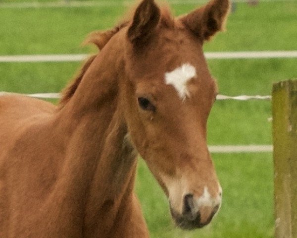 jumper Cheeky Cute Red (Westphalian, 2016, from Contact Me)