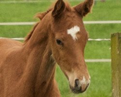 jumper Cheeky Cute Red (Westphalian, 2016, from Contact Me)