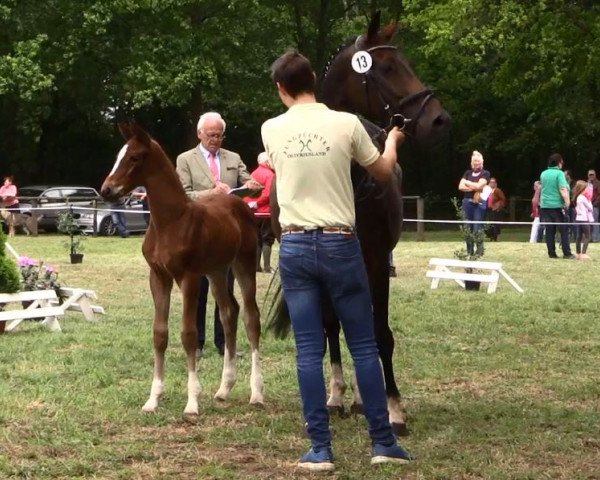 horse Stute von Qualito (Hanoverian, 2016, from Qualito)