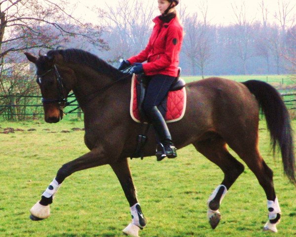Dressurpferd Arsanio (Hannoveraner, 1999, von Amoroso Assai)