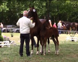 Pferd Stute von Buckingham (Hannoveraner, 2016, von Buckingham)