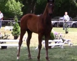 Pferd Faizah (Hannoveraner, 2016, von Finest)