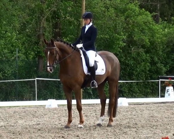 Dressurpferd Bradley (Rheinländer, 2010, von Breitling W)