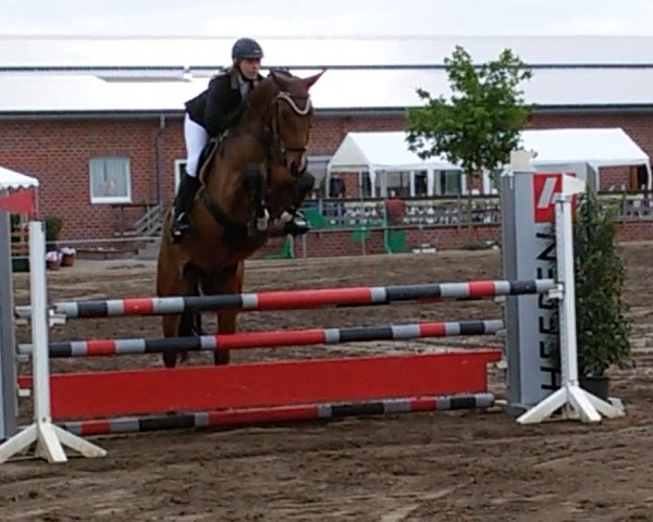 jumper Goldino B (KWPN (Royal Dutch Sporthorse), 2011, from Arko III)