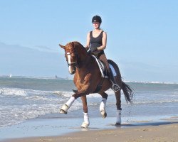 dressage horse Le petit Prince 15 (Hanoverian, 2006, from Lauries Crusador xx)