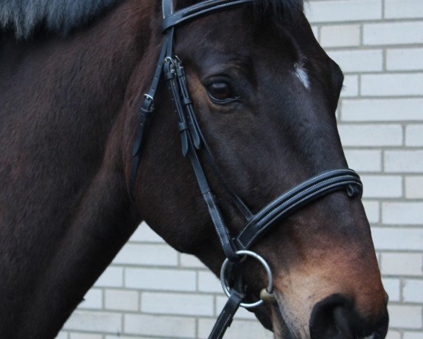 horse Donnerwind 8 (Bavarian, 1998, from Donnerschlag)