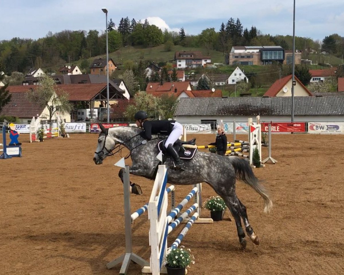 jumper Patsila (Czech Warmblood, 2008)