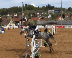 jumper Patsila (Czech Warmblood, 2008)
