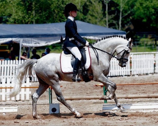 Dressurpferd Holsteins Saigon (Deutsches Reitpony, 2006, von Holsteins Tamino) Dressurpferd Holsteins Saigon (Deutsches Reitpony, 2006, von Holsteins Tamino)