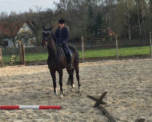 dressage horse Hayal (Hanoverian, 2011, from Hampton)