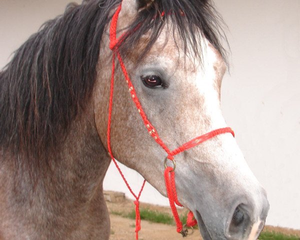 horse WAS Perusha (Arabian purebred, 2004, from Bel Provider ox)