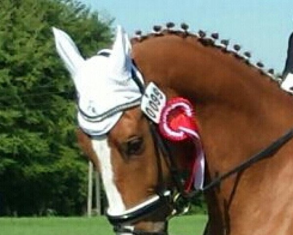 Dressurpferd Cesar 69 (KWPN (Niederländisches Warmblut), 2007, von Viceroy T)