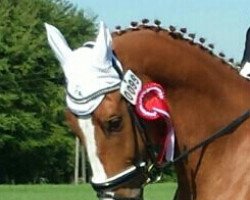 dressage horse Cesar 69 (KWPN (Royal Dutch Sporthorse), 2007, from Viceroy T)
