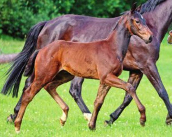 horse Do It Yourself D (Hanoverian, 2013, from Detroit)