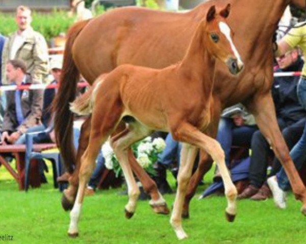 horse Que de Feu (Hanoverian, 2012, from Quasar de Charry)