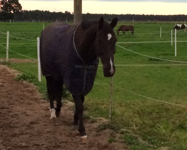 dressage horse Womanizer vom Mühlenhof (Hanoverian, 2003, from Weltmeyer)