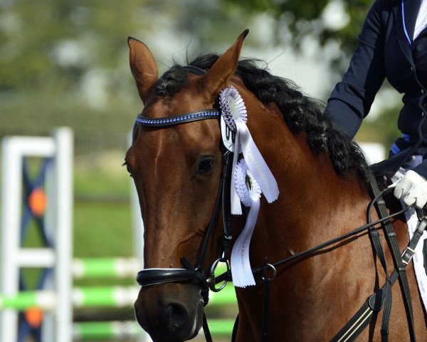 Springpferd Damasco do Penedo (Cruzado-Portugues, 2008, von Idolo)