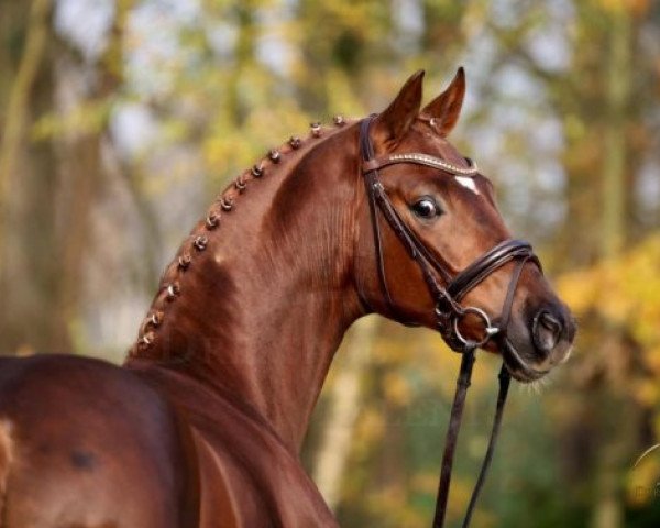 horse Quebec (Hanoverian, 2012, from Quasar de Charry)