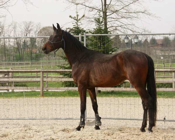 horse Royal Son (Hanoverian, 2013, from Royaldik)