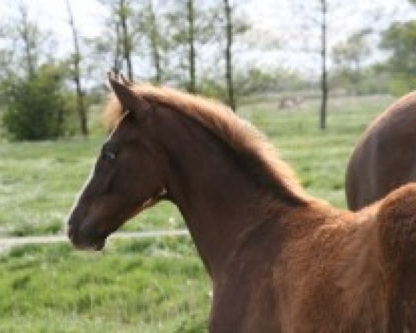 horse Hengst von Don Frederic (Hanoverian, 2014, from Don Frederic 3)
