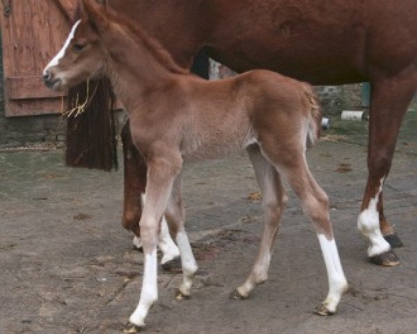 horse Stute von Quasar de Charry (Hanoverian, 2013, from Quasar de Charry)