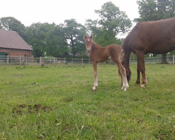 Pferd Suennevoges Papaya (Welsh Partbred, 2016, von Black Edition R)