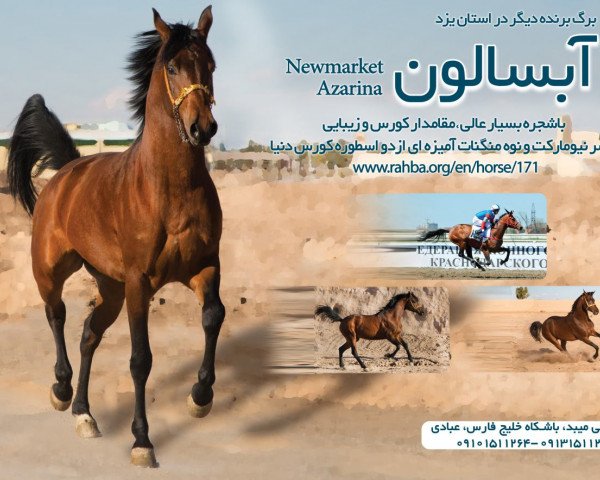 horse Absalon Tersk 2012 ox (Arabian purebred, 2012, from Newmarket 2004 ox)