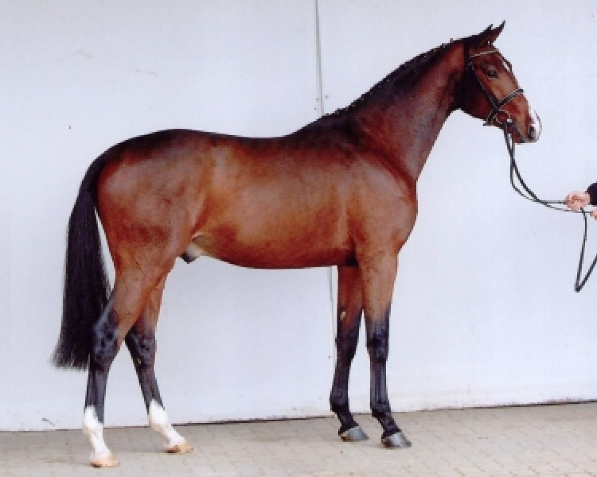 Deckhengst Jaquino (Holsteiner, 2005, von Jayadeva de Mackinac AA)