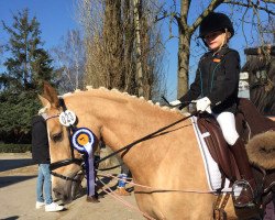 dressage horse Voodoo Puppe CR (German Riding Pony, 2011, from Voyager 2)