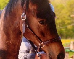horse Barney Bright Magic (Oldenburg show jumper, 2009)