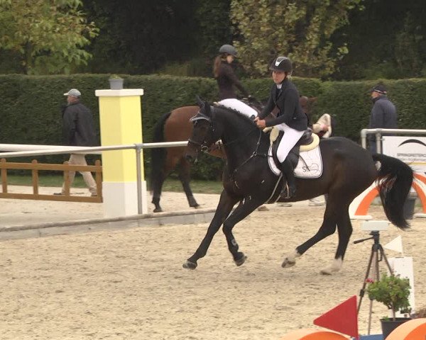 Reitturnier Durmersheim-Hardt 2021
