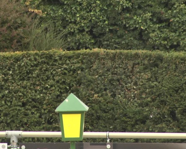 Reitturnier Durmersheim-Hardt 2021