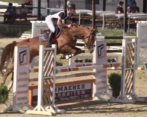 Springpferd Claire Columbus (Westfale, 2010, von Christoph Columbus)