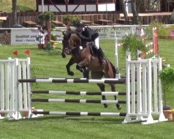 jumper Sydney 273 (German Sport Horse, 2011, from Casdorff)