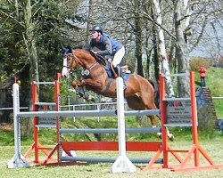 jumper Titziana 4 (Holsteiner, 2010, from Timolino xx)