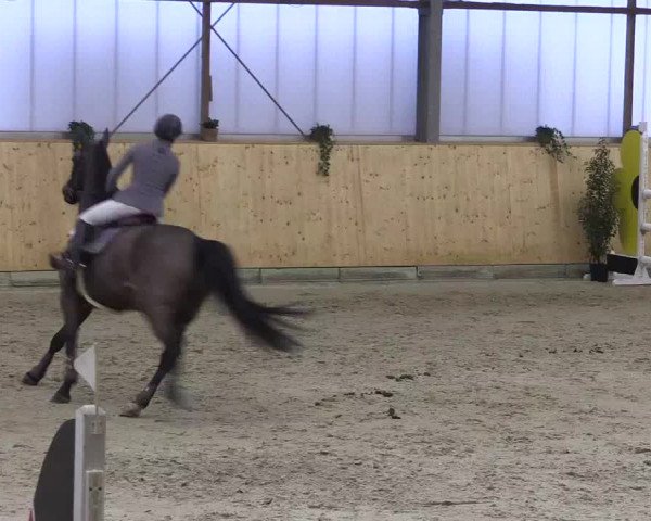 FEI Reitturnier Damme-Neuenwalde (GER) 2020