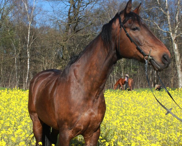 horse Winston Spencer (Hanoverian, 2001, from Wolkentanz I)