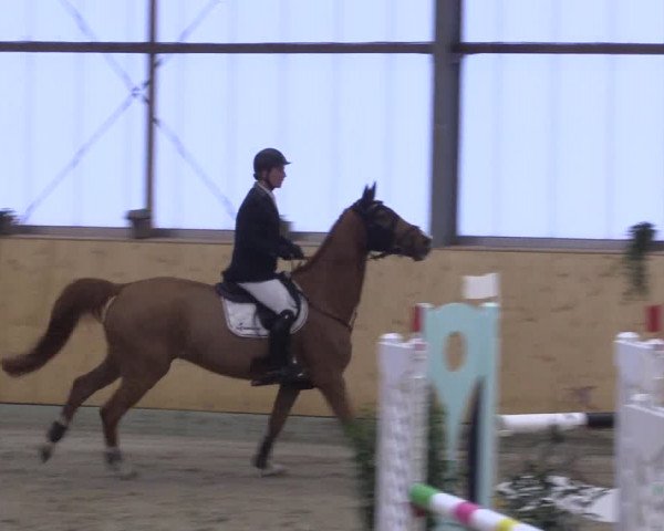 FEI Reitturnier Damme-Neuenwalde (GER) 2020
