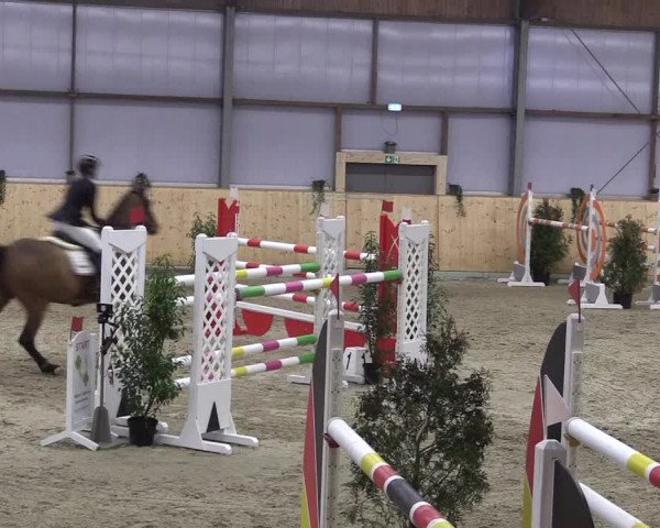 FEI Reitturnier Damme-Neuenwalde (GER) 2020