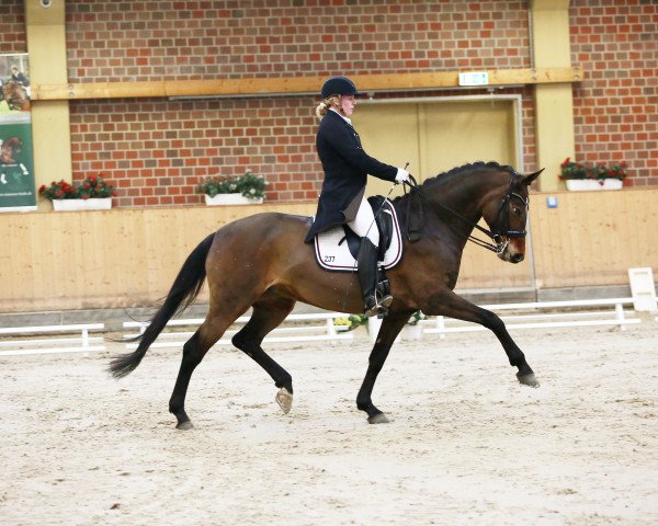Dressurpferd Quadriga P (Deutsches Sportpferd, 2008, von Quaterback)