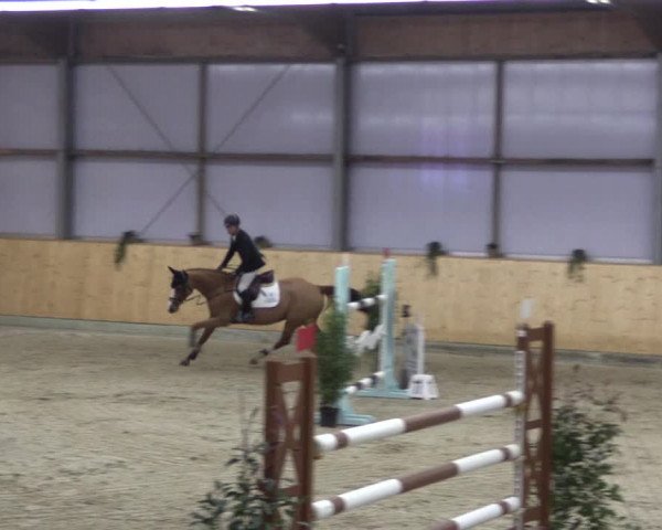 FEI Reitturnier Damme-Neuenwalde (GER) 2020