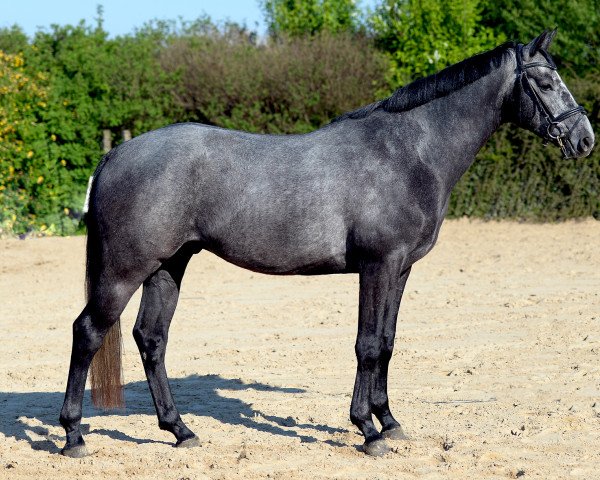 horse Cody (Westphalian, 2013, from Conen)